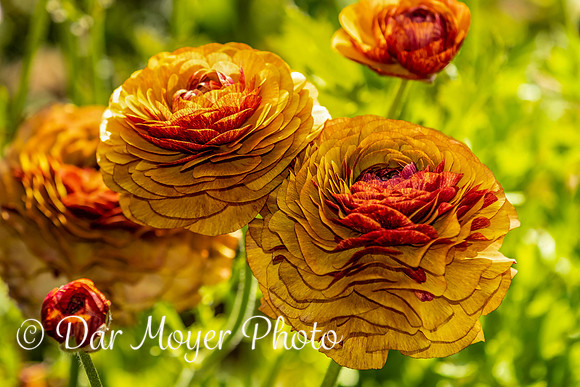 Flower Fields, Carlsbad
