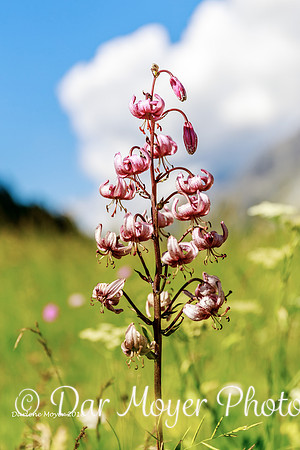 Zermatt Wildflower