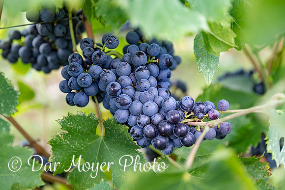 Italian Vineyard