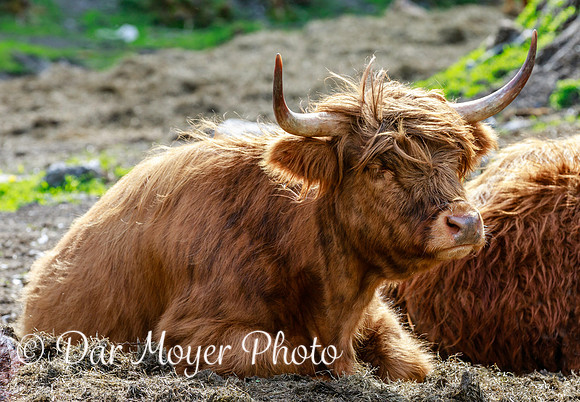 Norwegian Cow