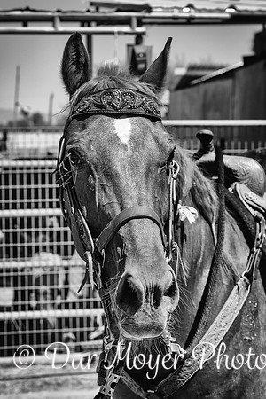 _Z7A3679 bw